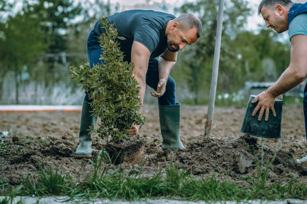 Best Tree Trimming and Pruning  in Cramerton, NC