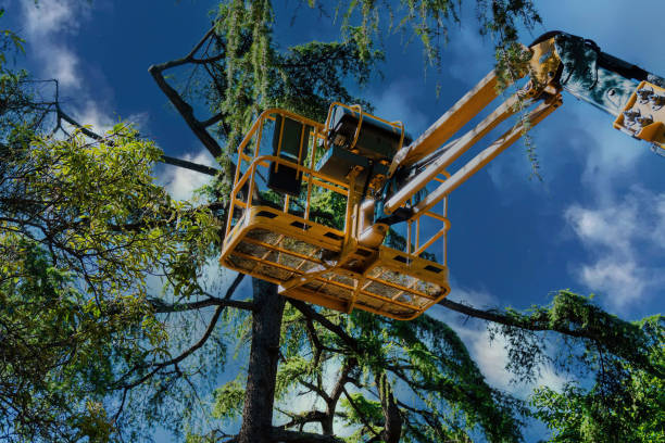 Reliable Cramerton, NC Tree Care Services Solutions