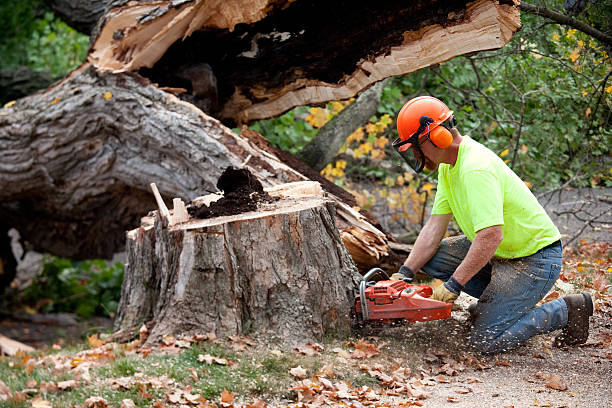 Best Leaf Removal  in Cramerton, NC