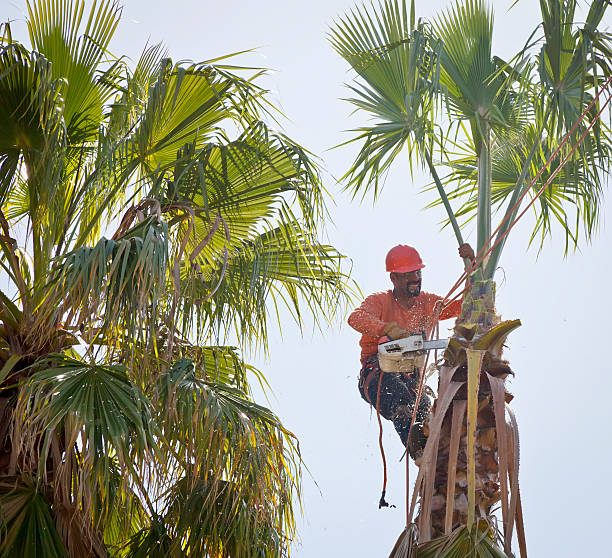 Best Tree and Shrub Care  in Cramerton, NC