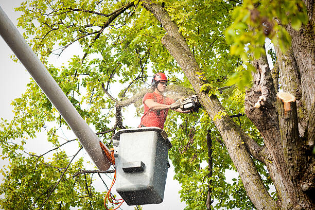 Best Hedge Trimming  in Cramerton, NC